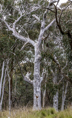 Eucalyptus rossii