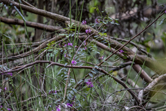 Indigofera australis