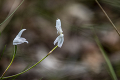 Caladenia catenata