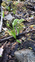 Pterostylis australis