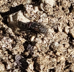Muscidae