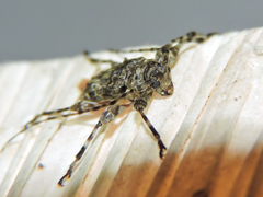 Oreodera brailovskyi