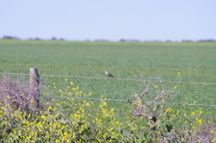 Cincloramphus cruralis