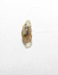 Cochlicopa lubrica