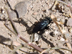 Dryudella caerulea