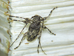 Oreodera brailovskyi