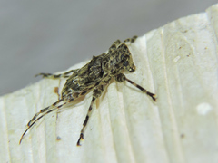 Oreodera brailovskyi