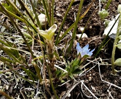 Gentiana aquatica pseudoaquatica