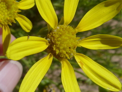 Othonna leptodactyla