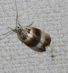Piloprepes anassa