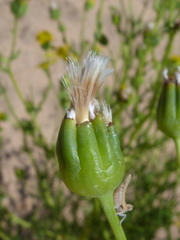 Othonna leptodactyla