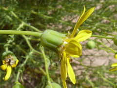 Othonna leptodactyla