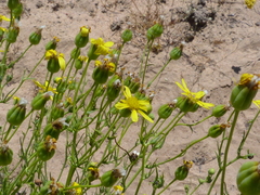 Othonna leptodactyla