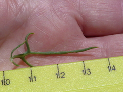 Othonna leptodactyla