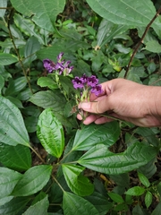 Strobilanthes