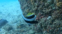 Heniochus diphreutes