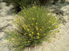 Othonna leptodactyla