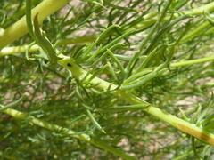 Othonna leptodactyla