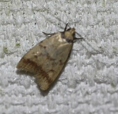 Heteroteucha anthodora