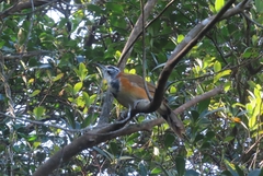 Pterorhinus pectoralis