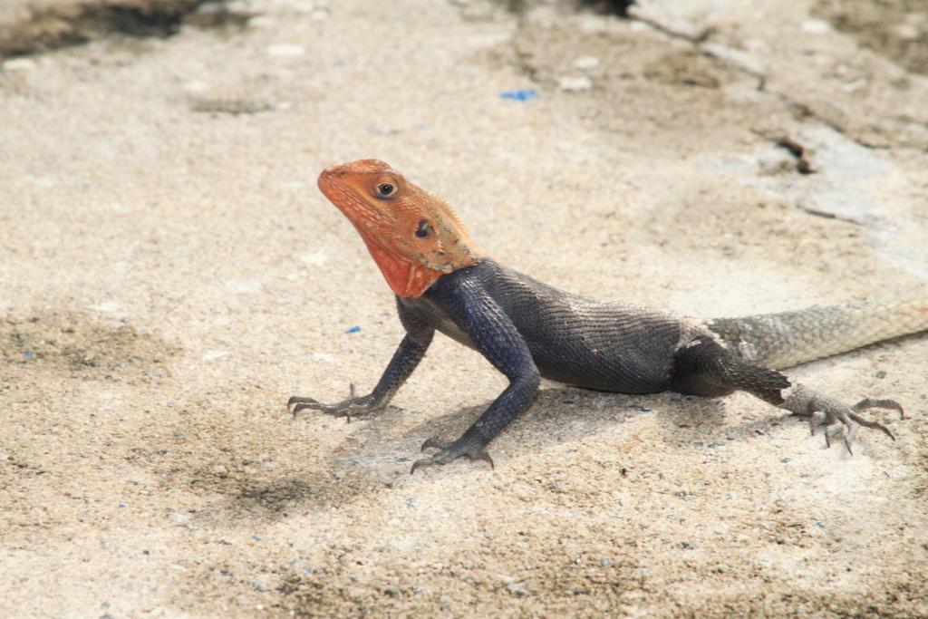 West African Agama