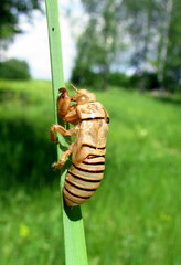 Cicadetta montana