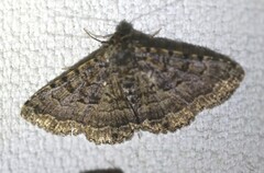 Diatenes aglossoides