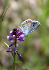 Plebejus argyrognomon