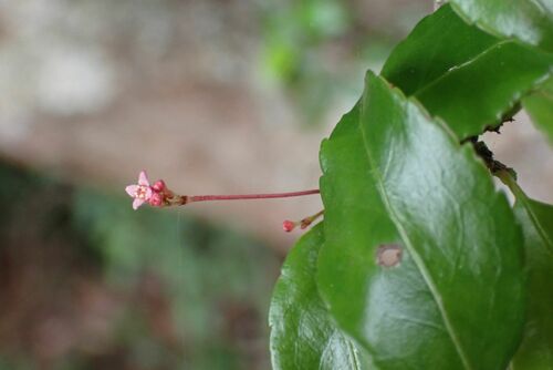 Image of Gymnosporia rubra by no rights reserved