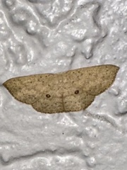 Cyclophora turneri