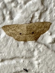 Cyclophora turneri