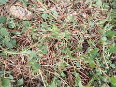 Chenopodium vulvaria