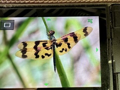 Rhyothemis graphiptera