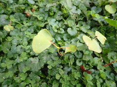 Fagopyrum esculentum