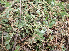 Chenopodium vulvaria