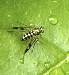 Austrosciapus