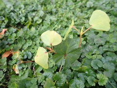 Fagopyrum esculentum