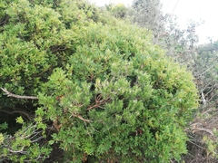 Erica arborea