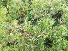 Erica arborea