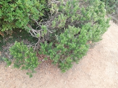 Erica arborea