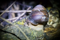 Sphaerospira fraseri