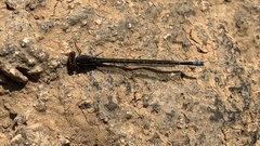 Pseudagrion sublacteum