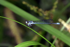 Pseudagrion kersteni