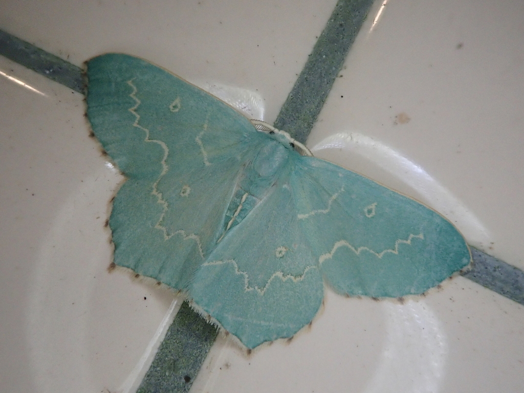 Hemistola tenuilinea