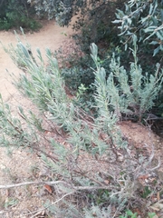 Lavandula
