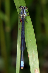 Pseudagrion kersteni