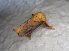 Narosoideus flavidorsalis