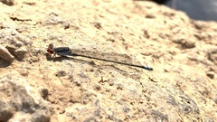 Pseudagrion sublacteum