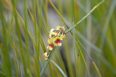 Sphaerolobium medium