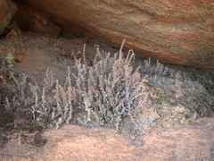 Crassula lanceolata